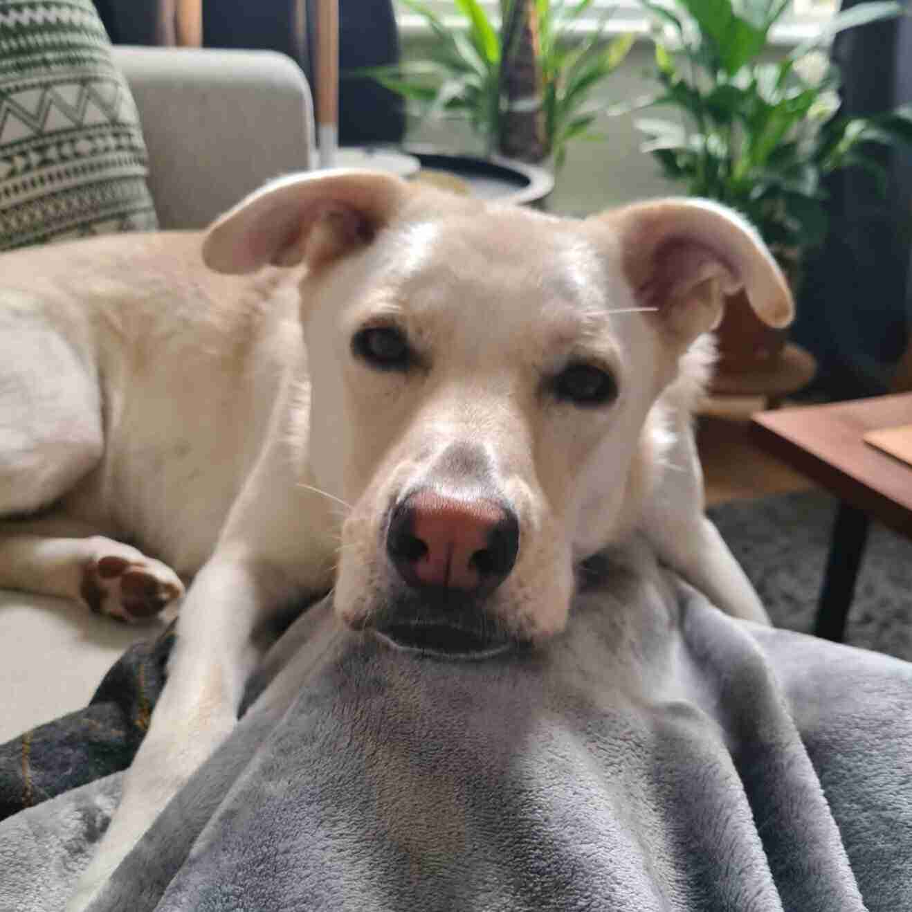 Blue — Husky Cross