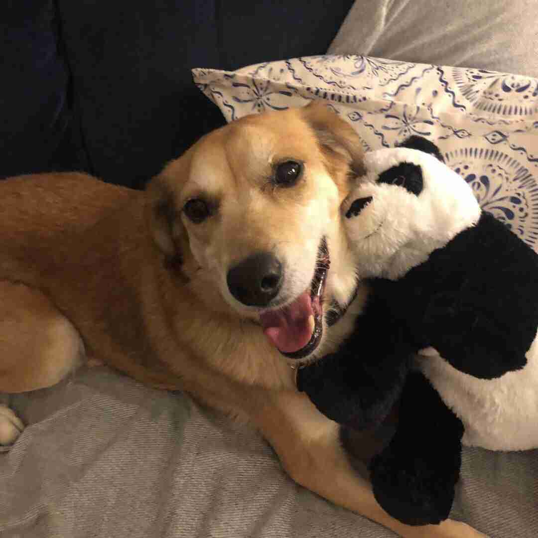 Albie — Cross-breed