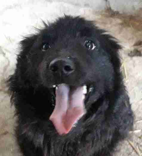 Inka — Croatian Shepherd Cross