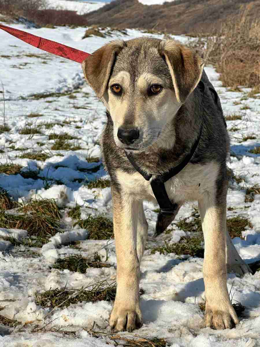 Pennie — Cross-breed