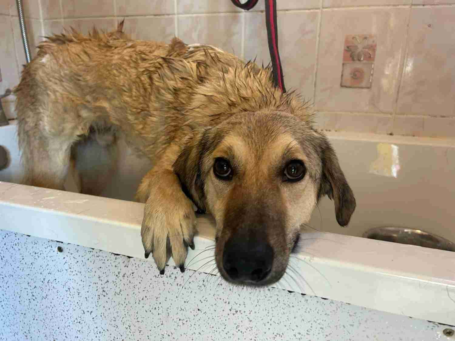 Pettern — Cross-breed