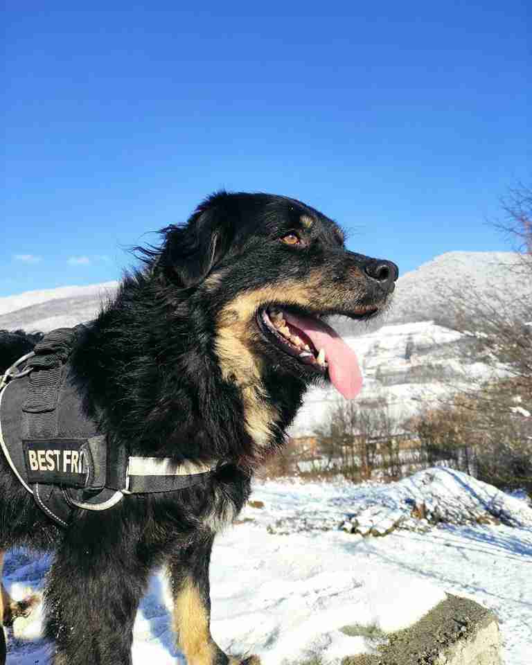 Alexander — Cross-breed