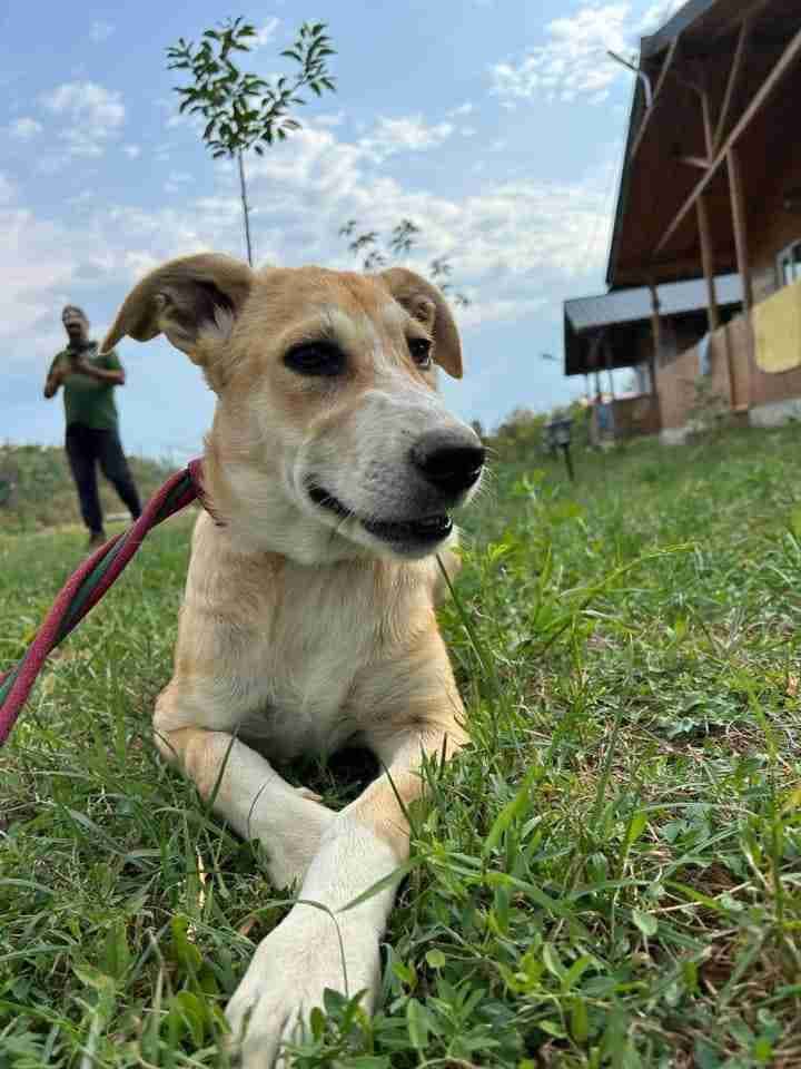 Cristina — Cross-breed