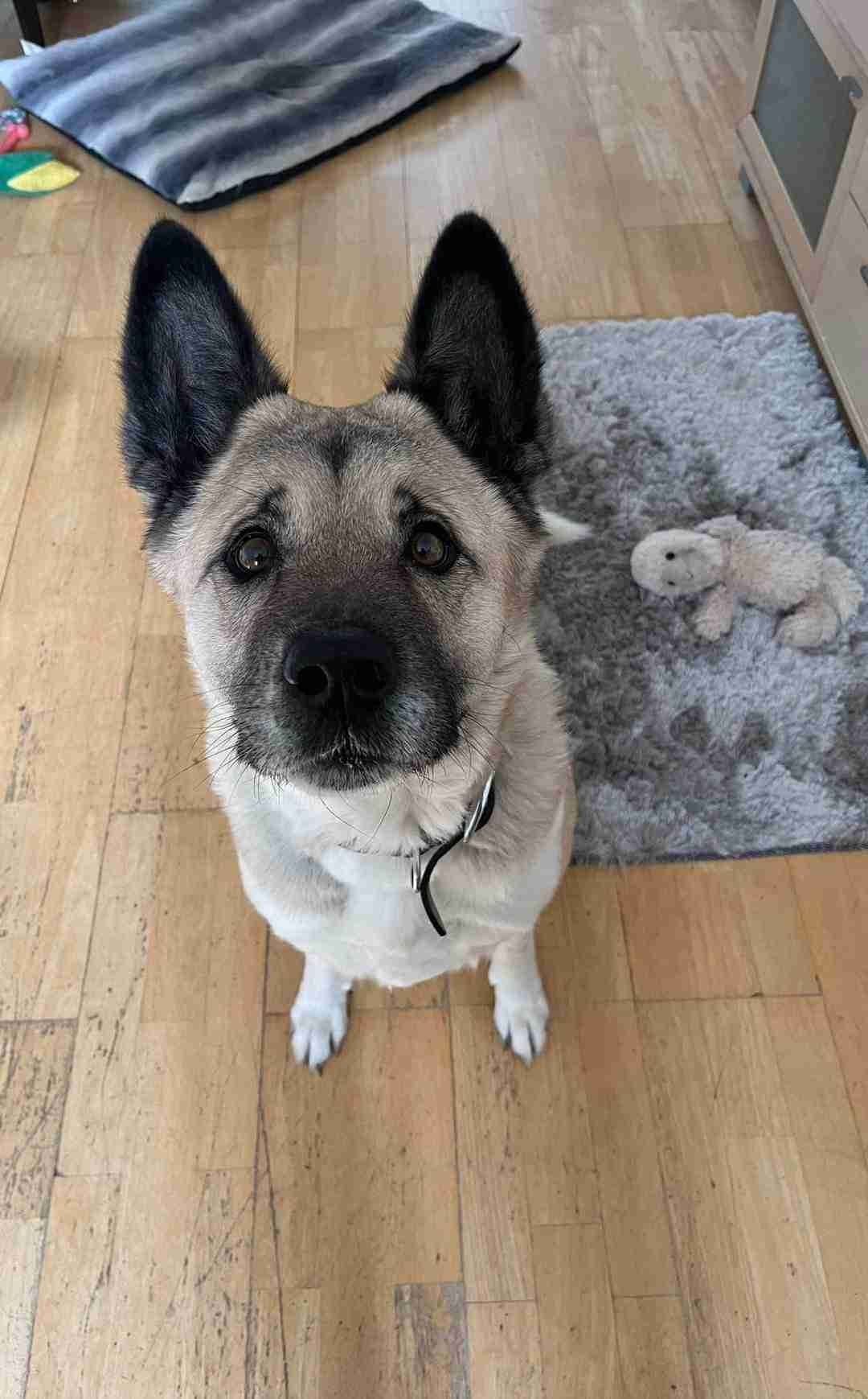 Bonnie — Akita