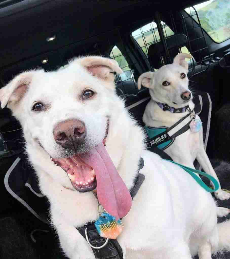 Biscuit — Cross-breed