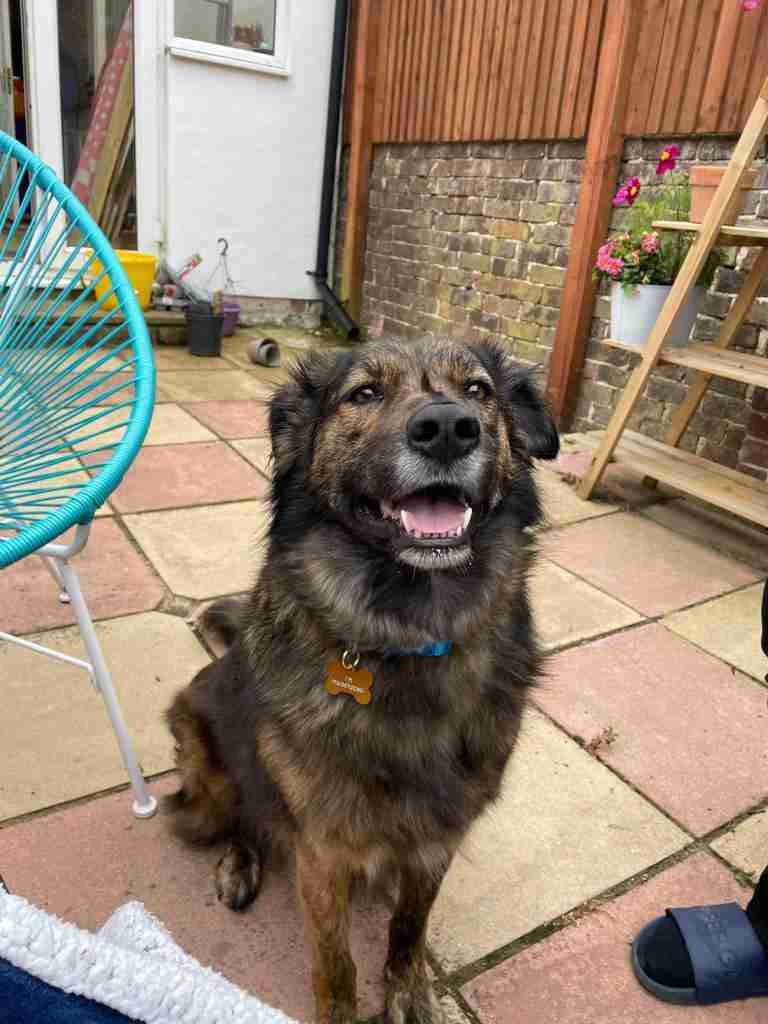 Lenny — Cross-breed