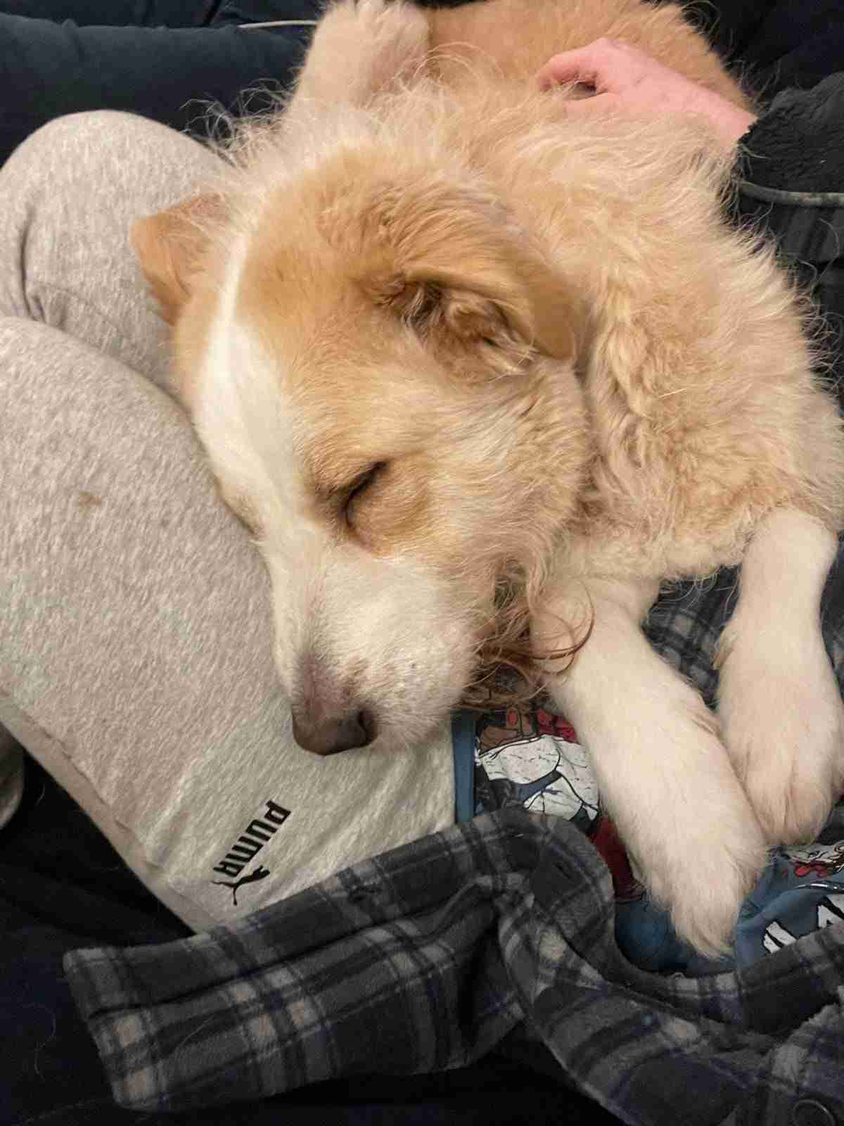 Bravo — Romanian Mioritic Shepherd Cross