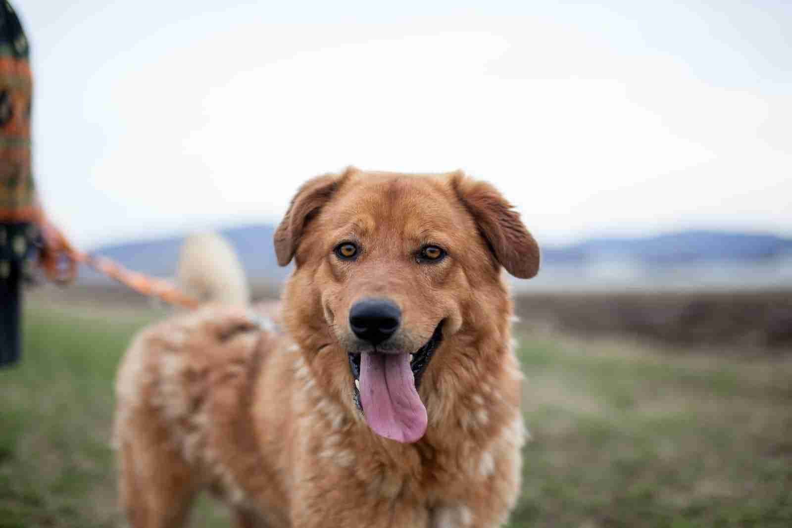 Mozze — Cross-breed