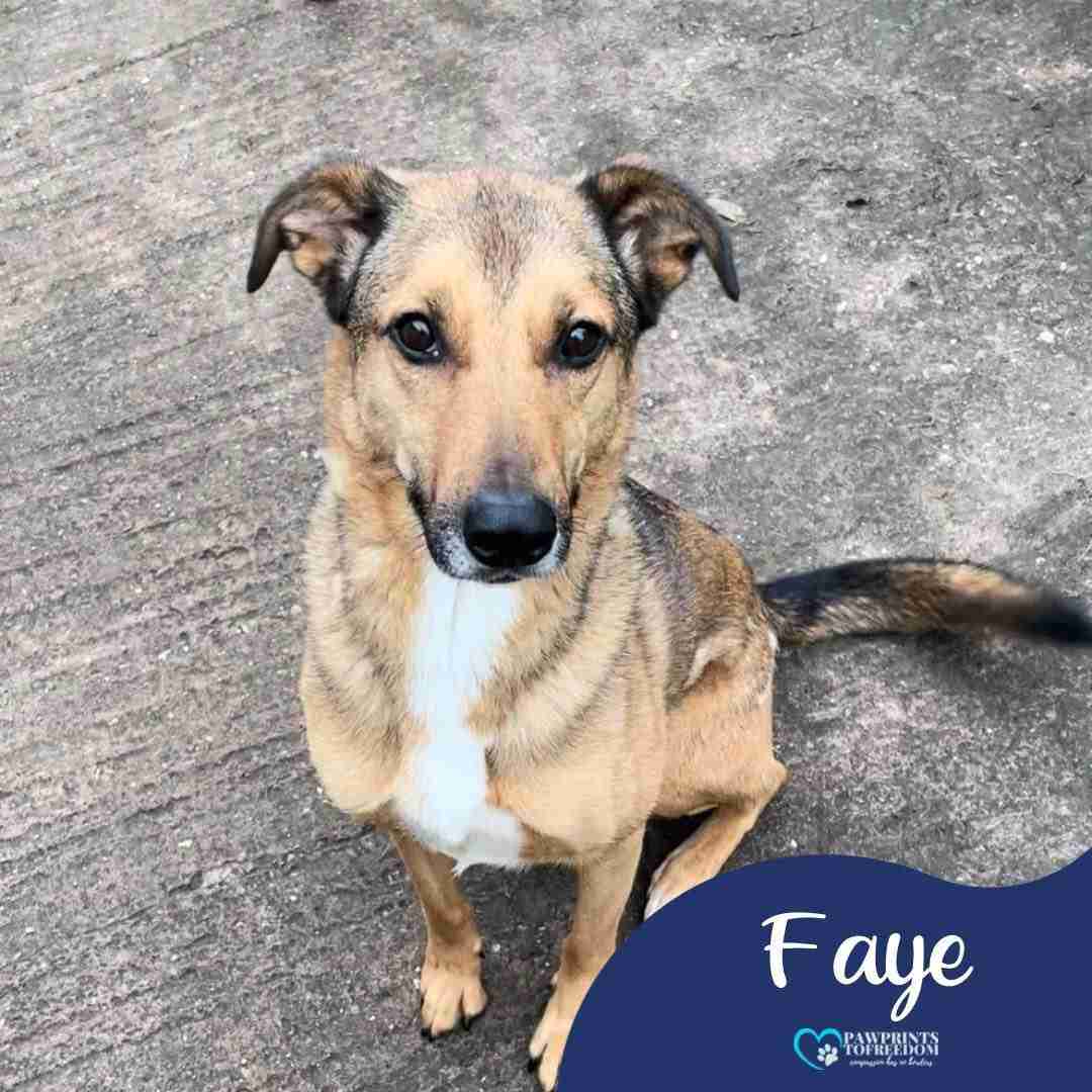 Faye — Cross-breed