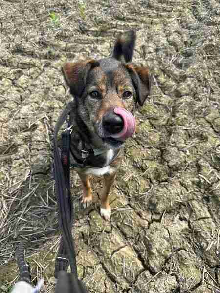 Jake — Cross-breed