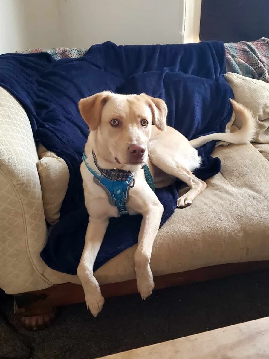 Mike — Cross-breed