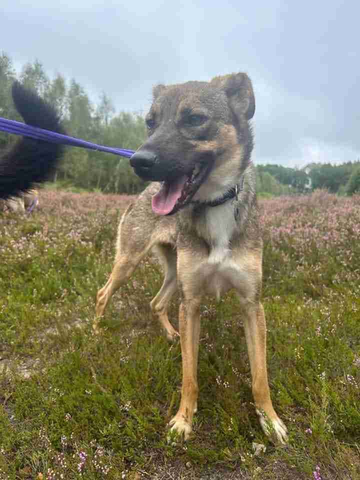 Harper — Cross-breed