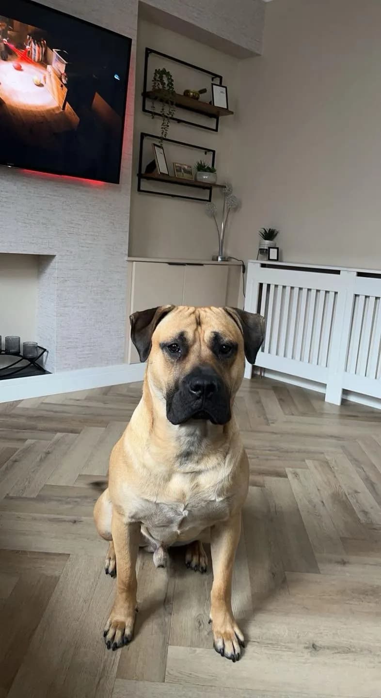 Axel — Mastiff