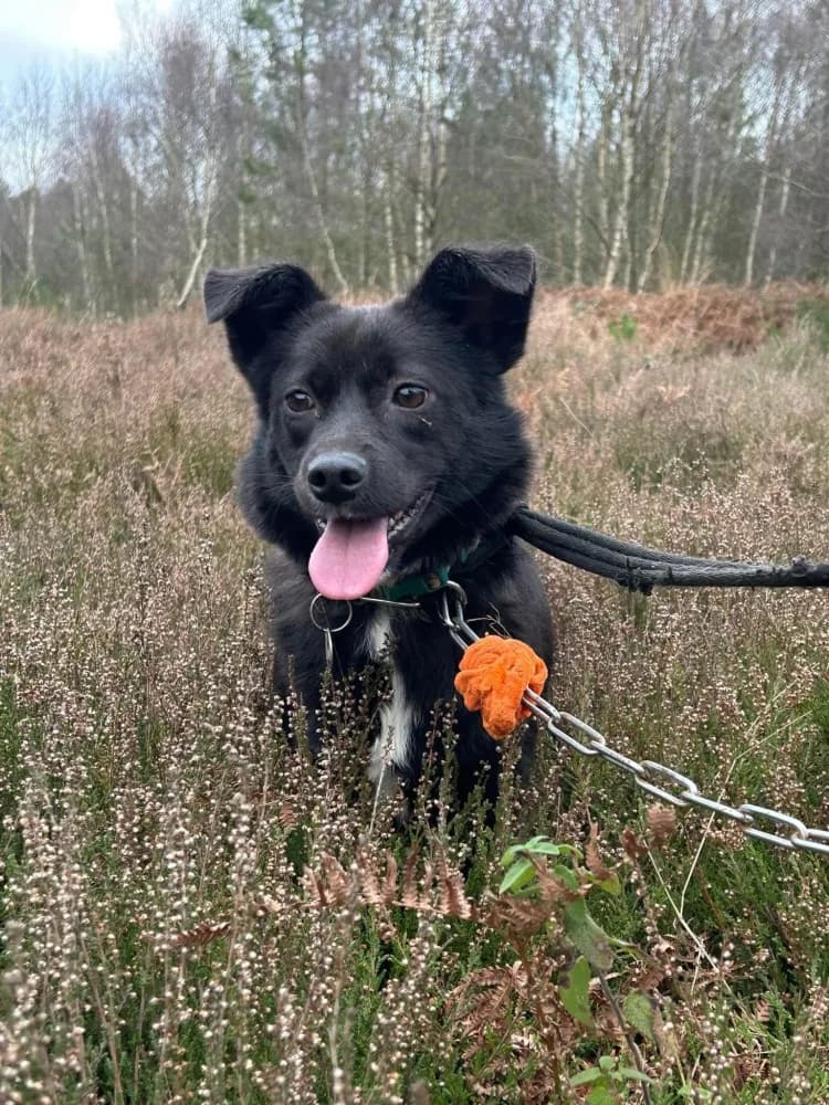 Kimba — Cross-breed