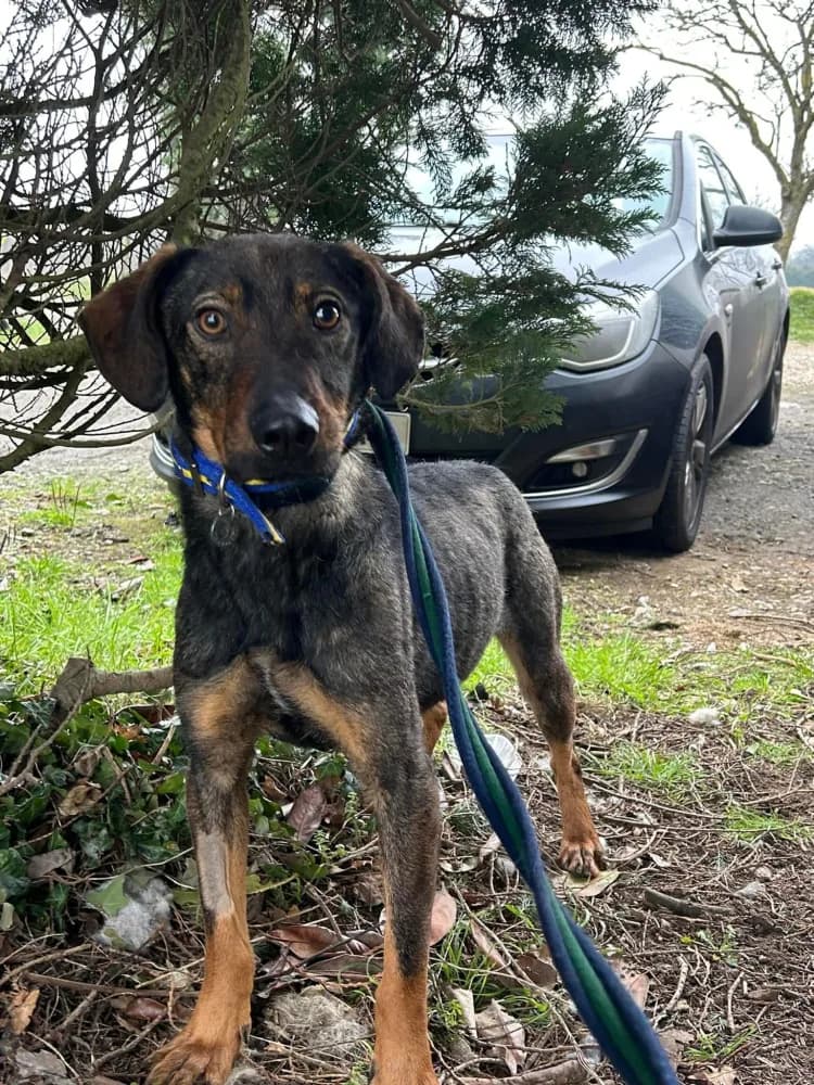 Mr. Bean — Cross-breed