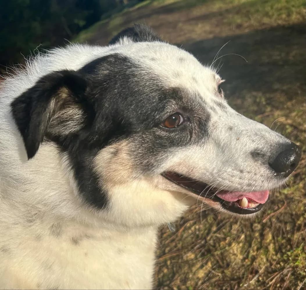 Queenie — Cross-breed