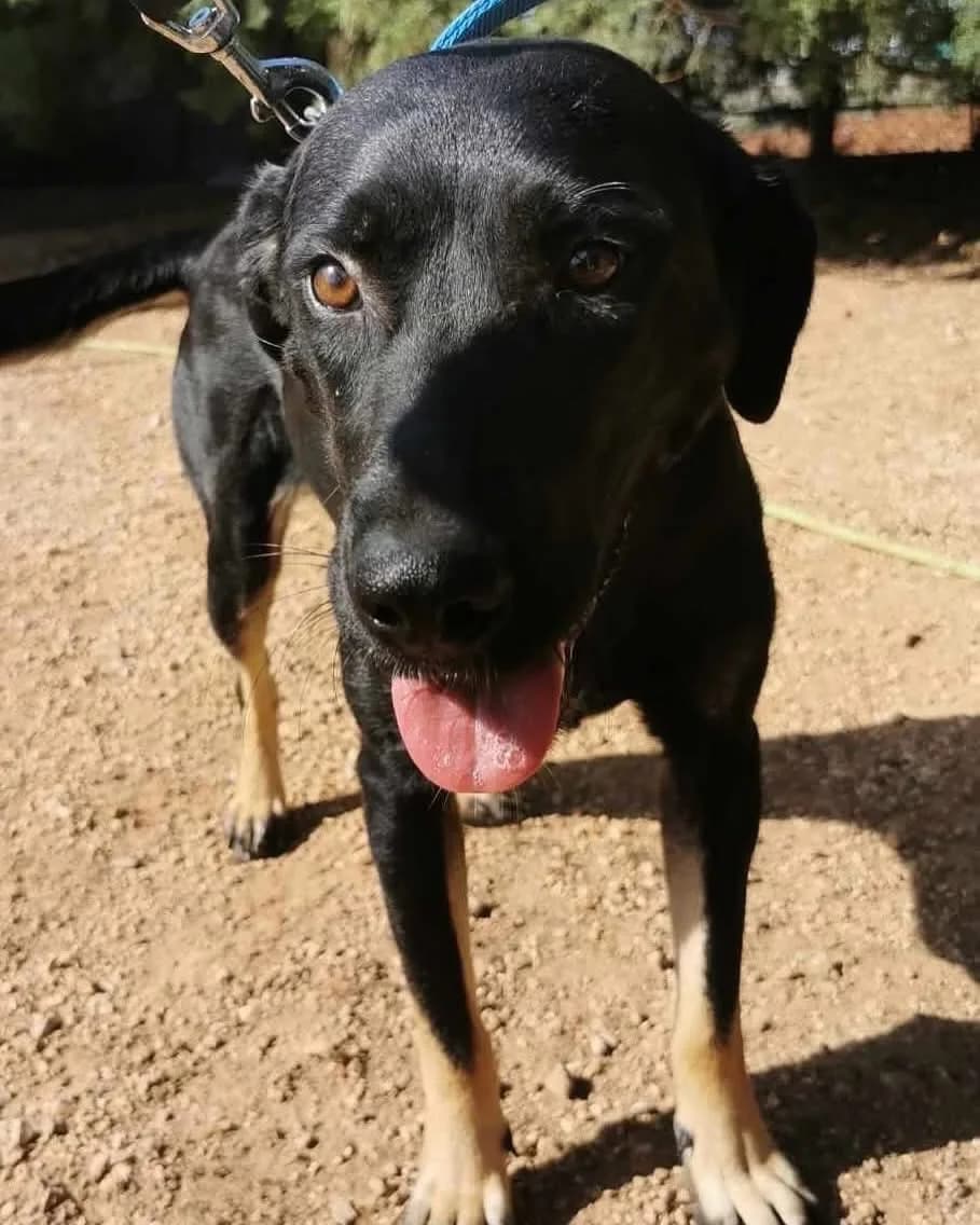 Klara — Cross-breed