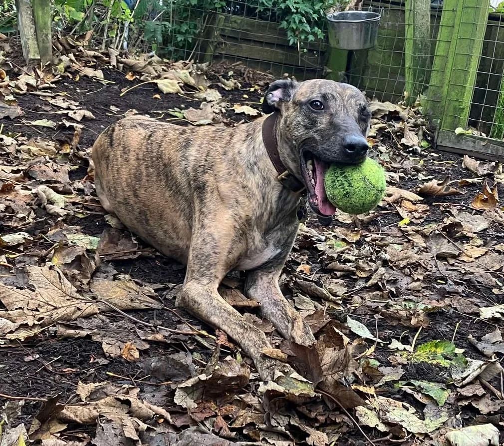 Max — Whippet Cross Terrier