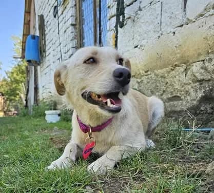 Alaska — Cross-breed