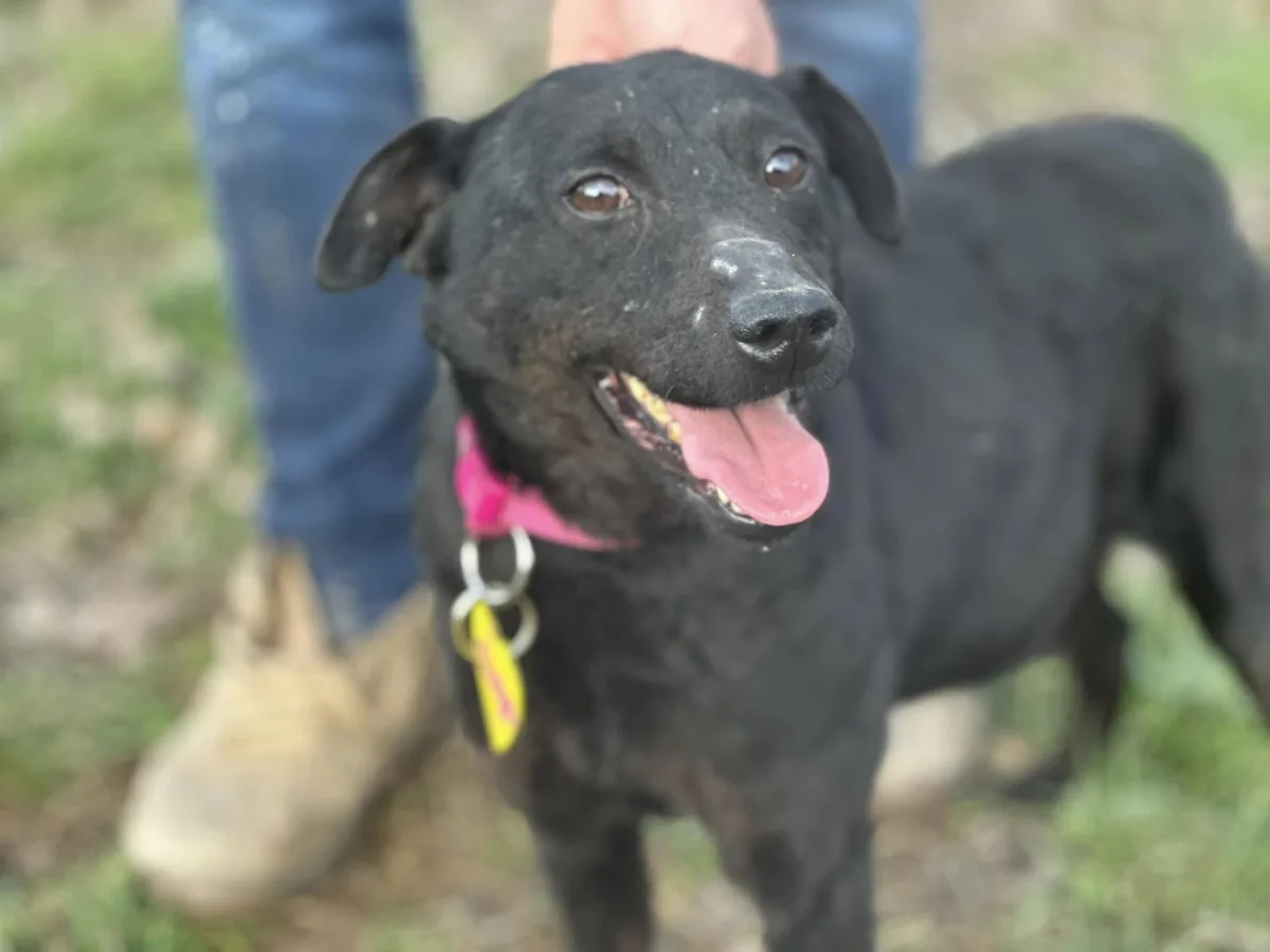 Allegra — Cross-breed