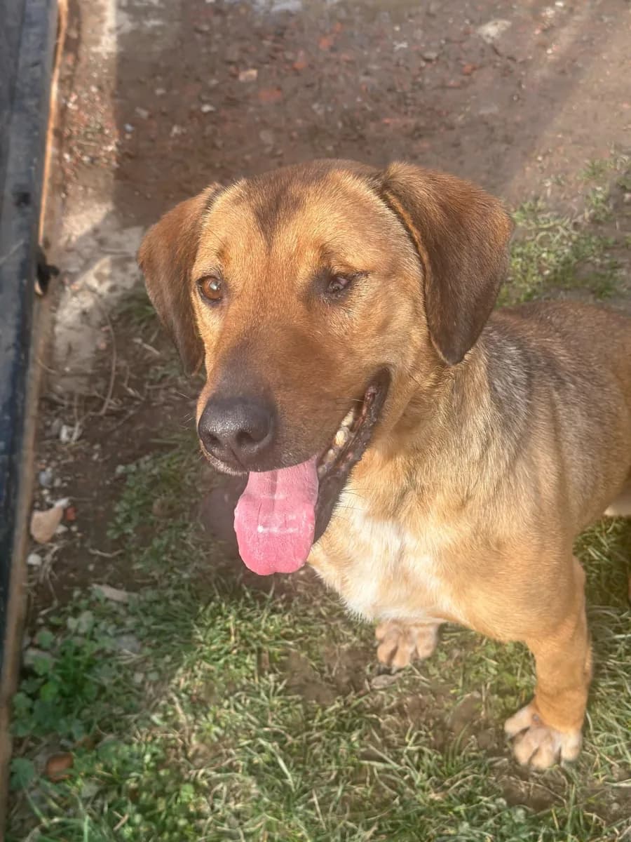 Giani — Cross-breed