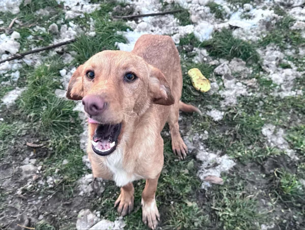 Kyle — Labrador Retriever