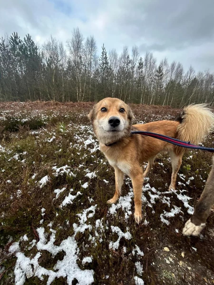 Solomon — Cross-breed