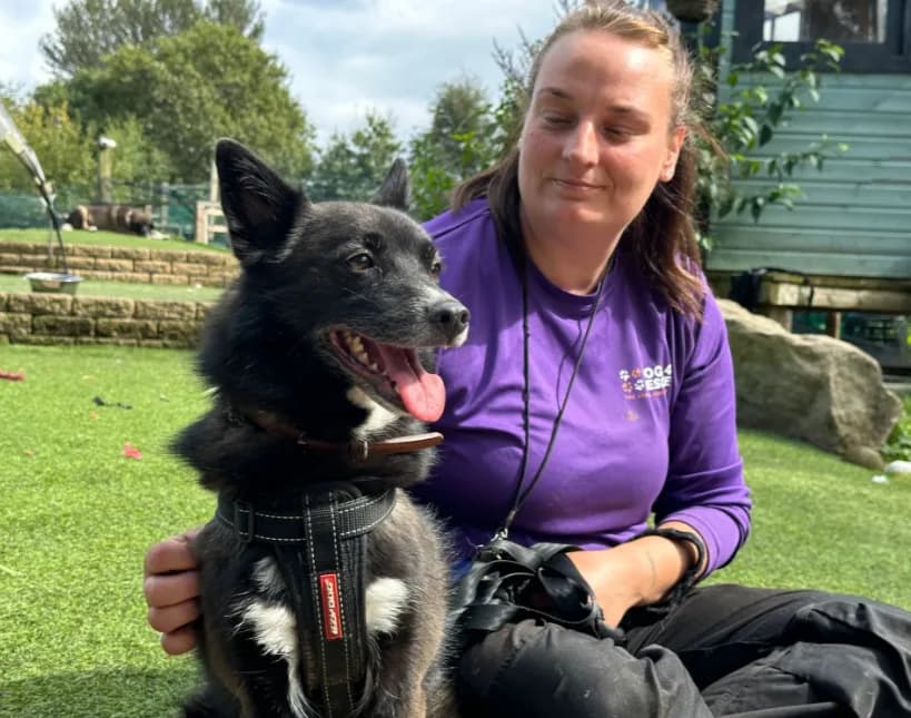 Heidi — Schipperke Cross