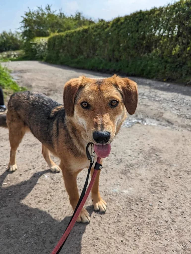 Shiloh — Mixed Breed