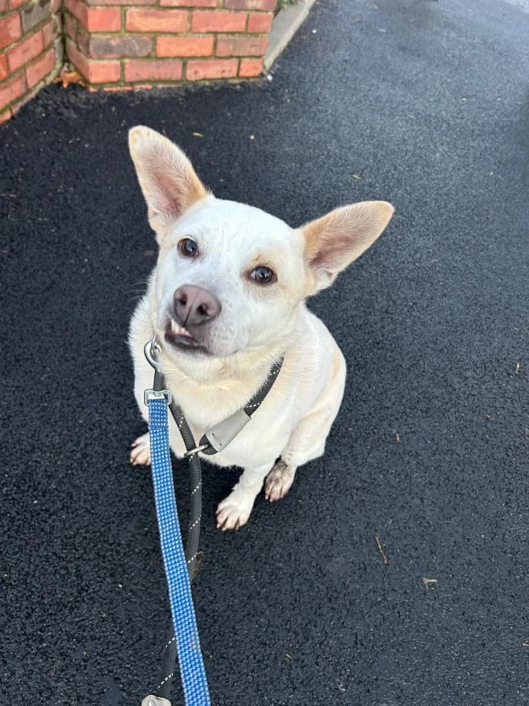 Bear — Cross-breed