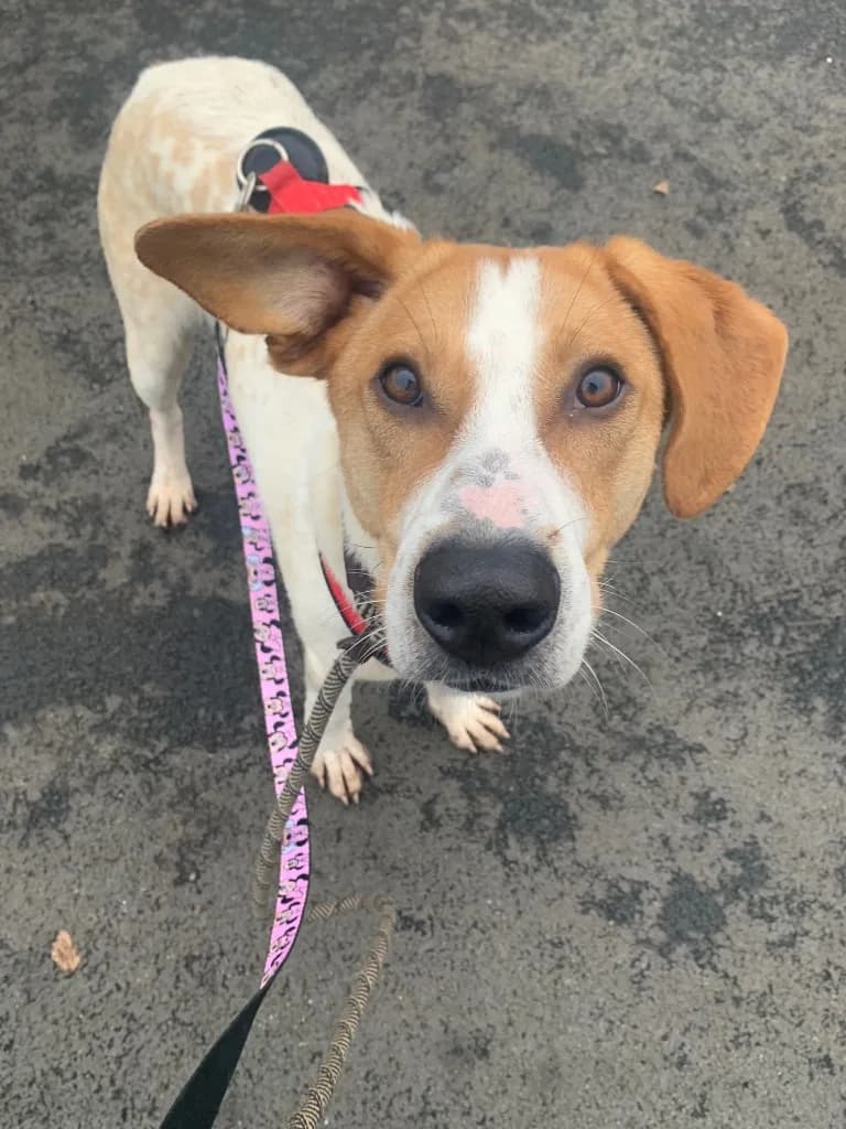 Jordan — Cross-breed