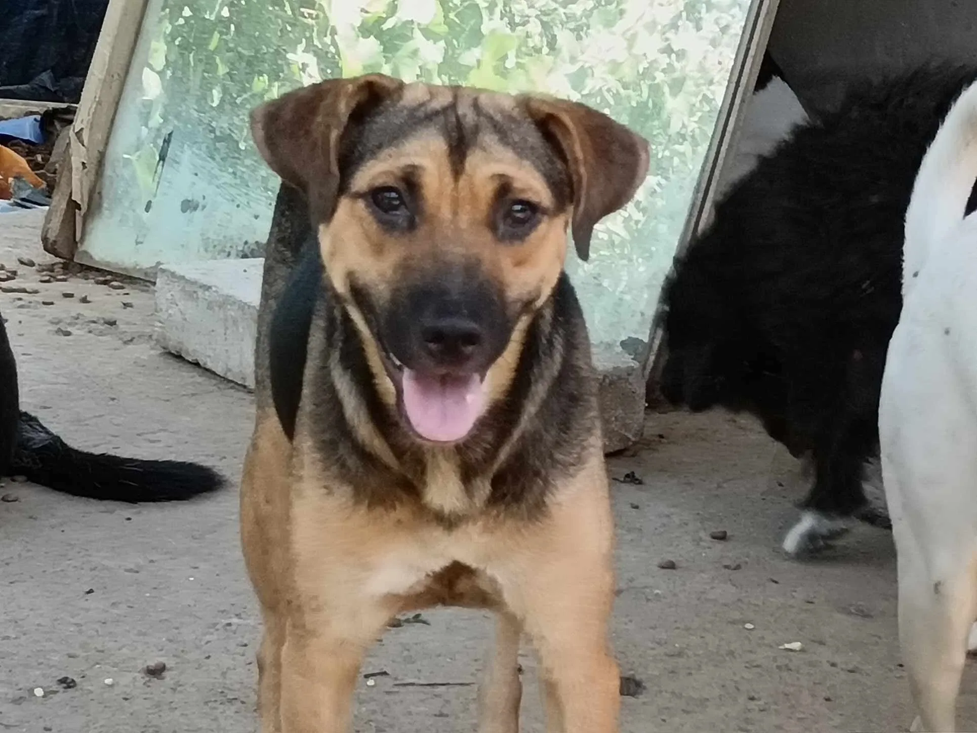 Yasmin — Cross-breed