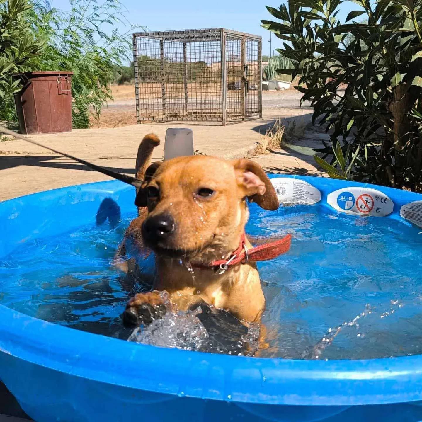 Paolo — Cross-breed