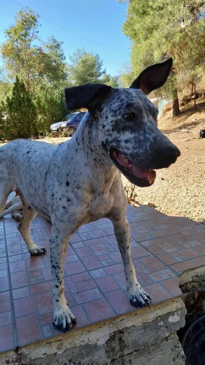 Phoenix — Cross-breed