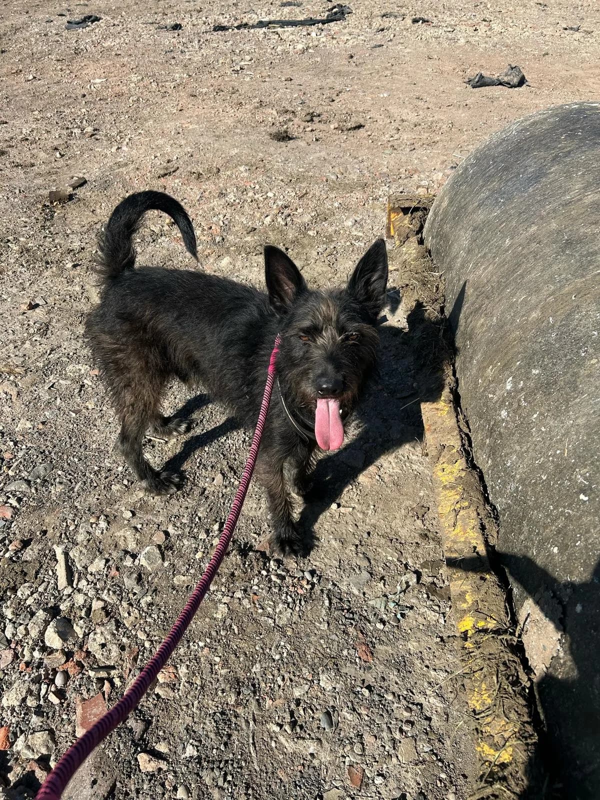 Pascal — Cross-breed