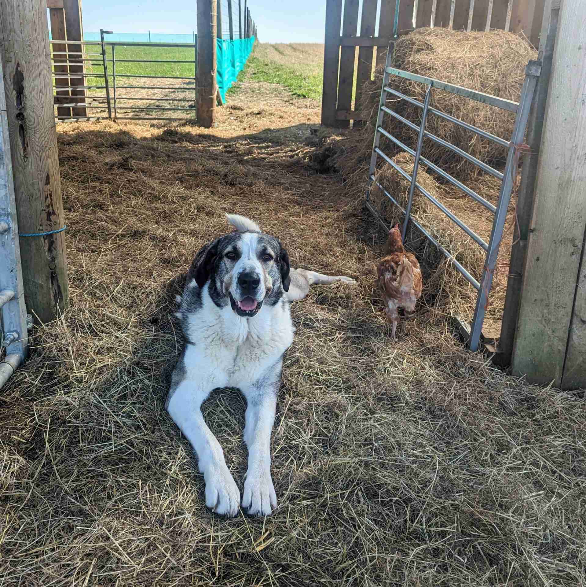 Meghan — Spanish Mastin