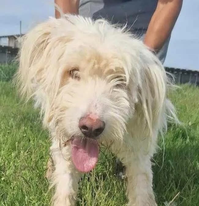 Dakota — Mioritic Shepherd Cross