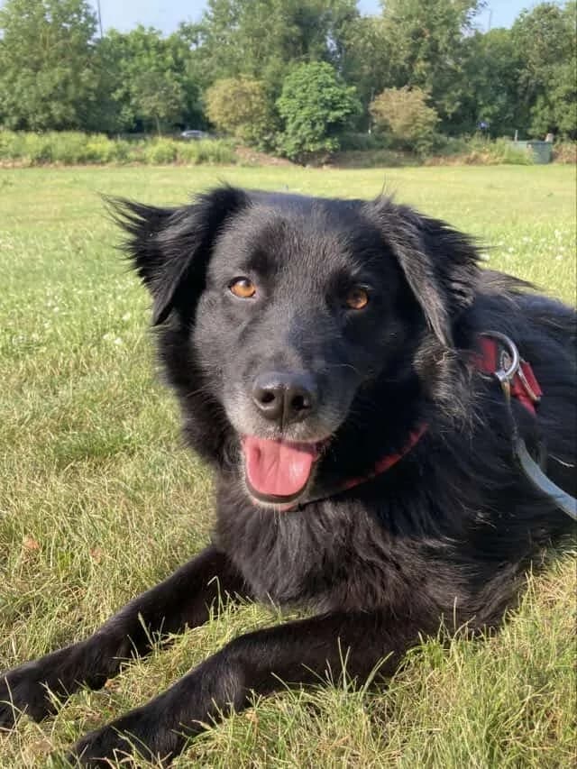 Hera — Cross-breed