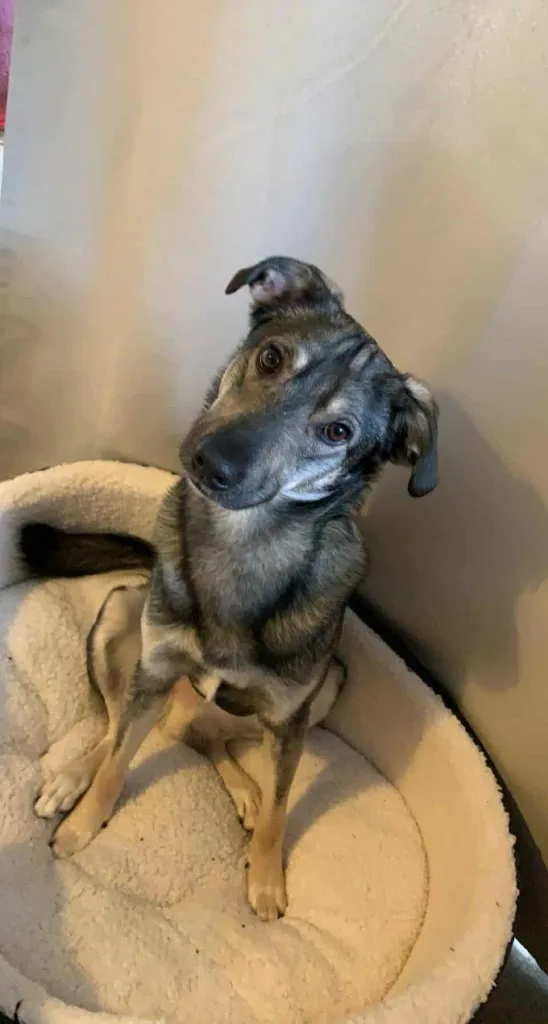 Vinnie — Cross-breed