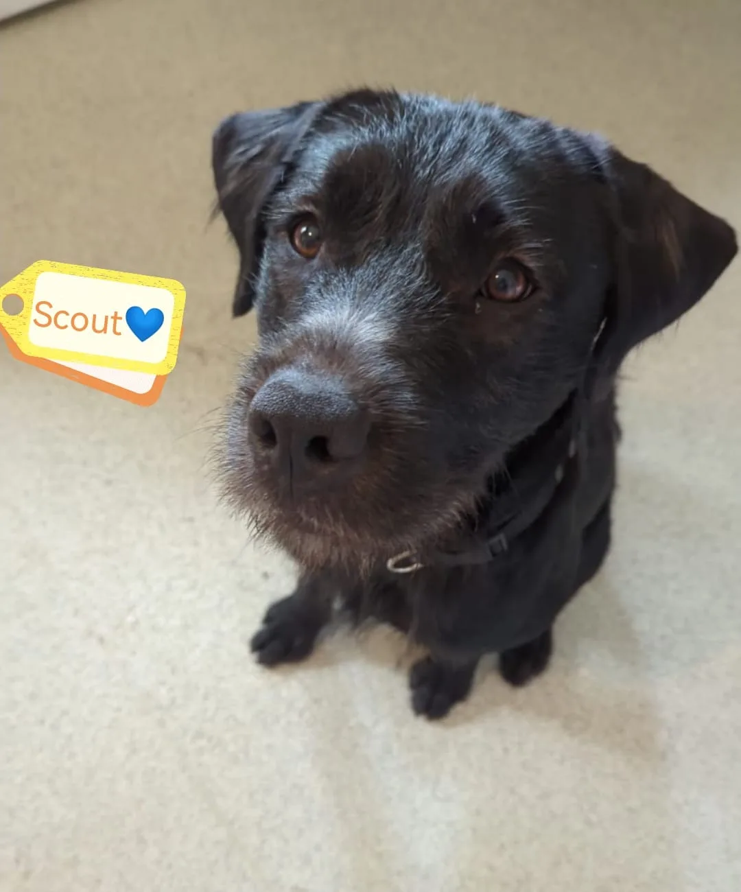 Scout — Labrador Retriever Cross