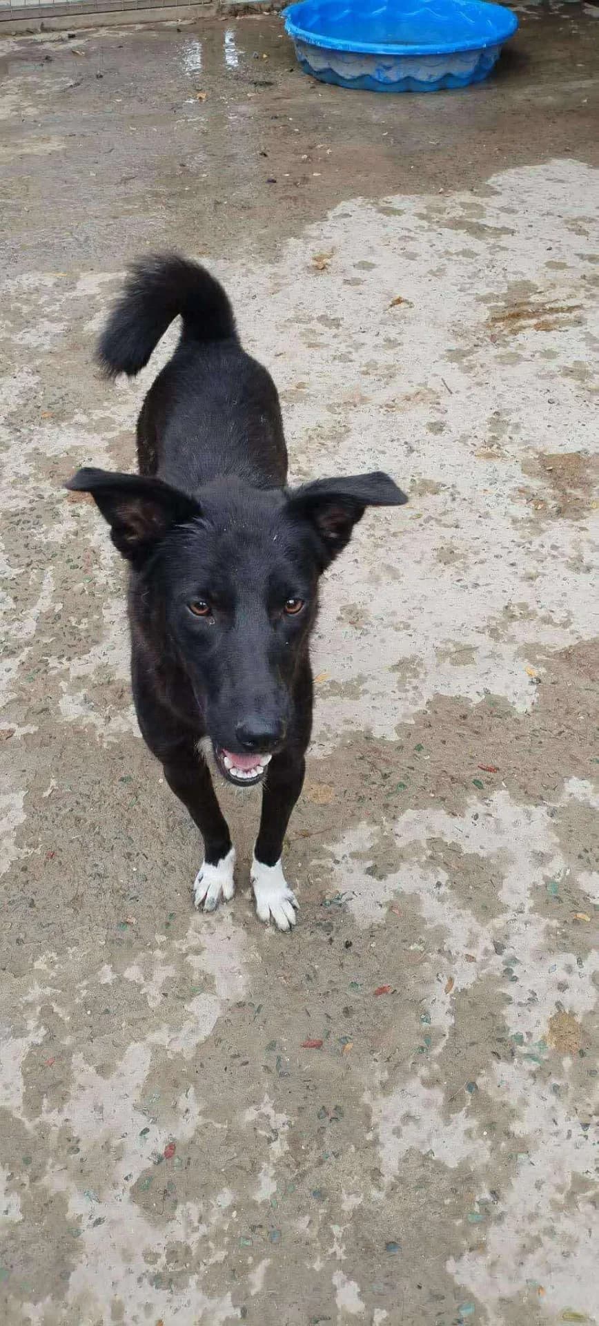 Camilla — Cross-breed