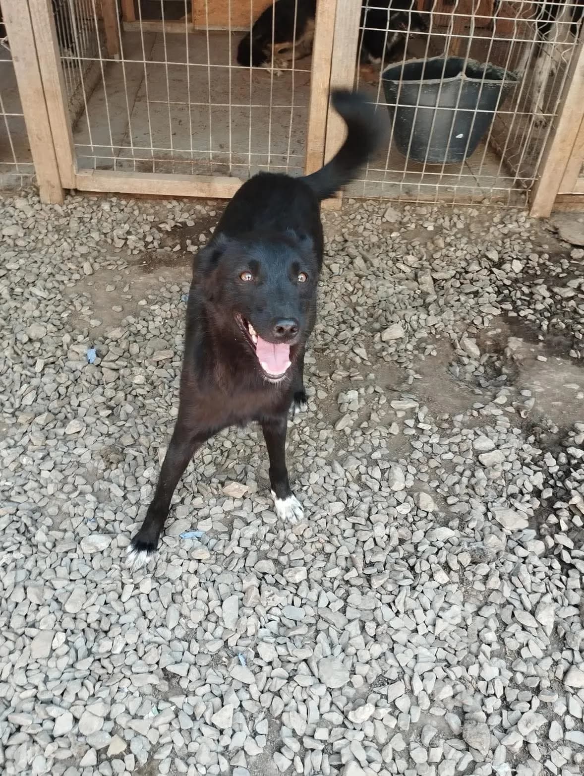 Odin — Mixed Breed