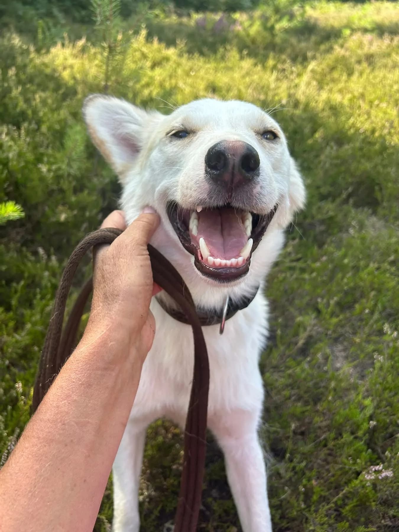 Song — Mixed Breed