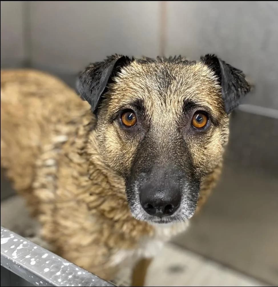 Jakob — Cross-breed