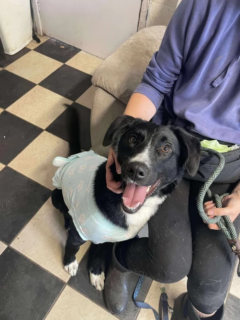 Brian — Border Collie Cross