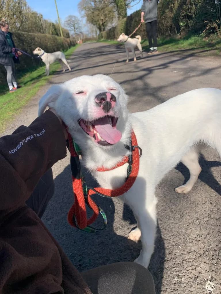 Clove — Mixed Breed