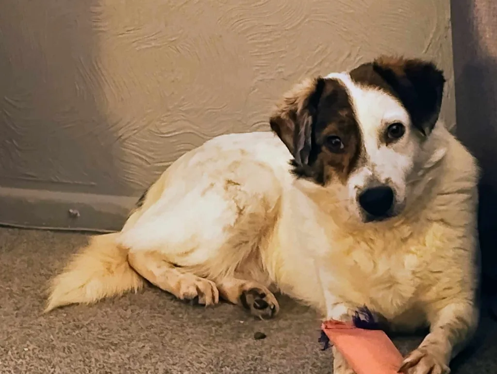 Patch — Cross-breed