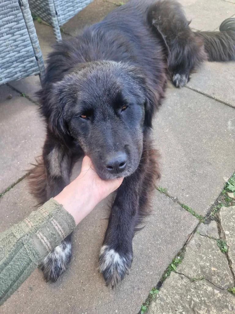 Bryony — Cross-breed