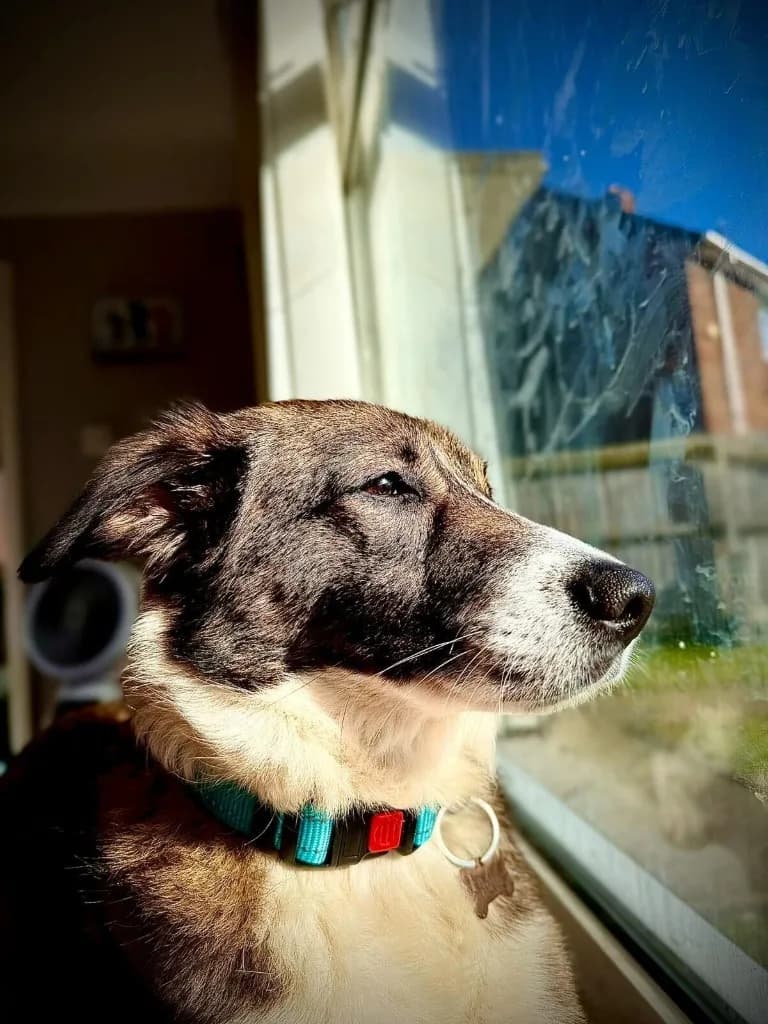 Bella — Cross-breed