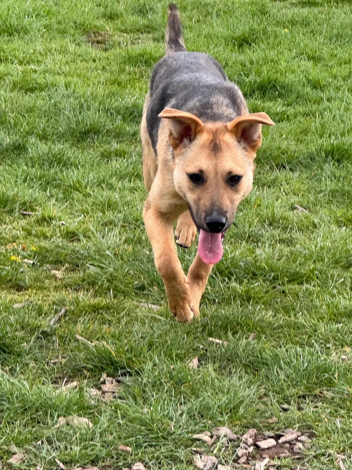 Lucy — Cross-breed